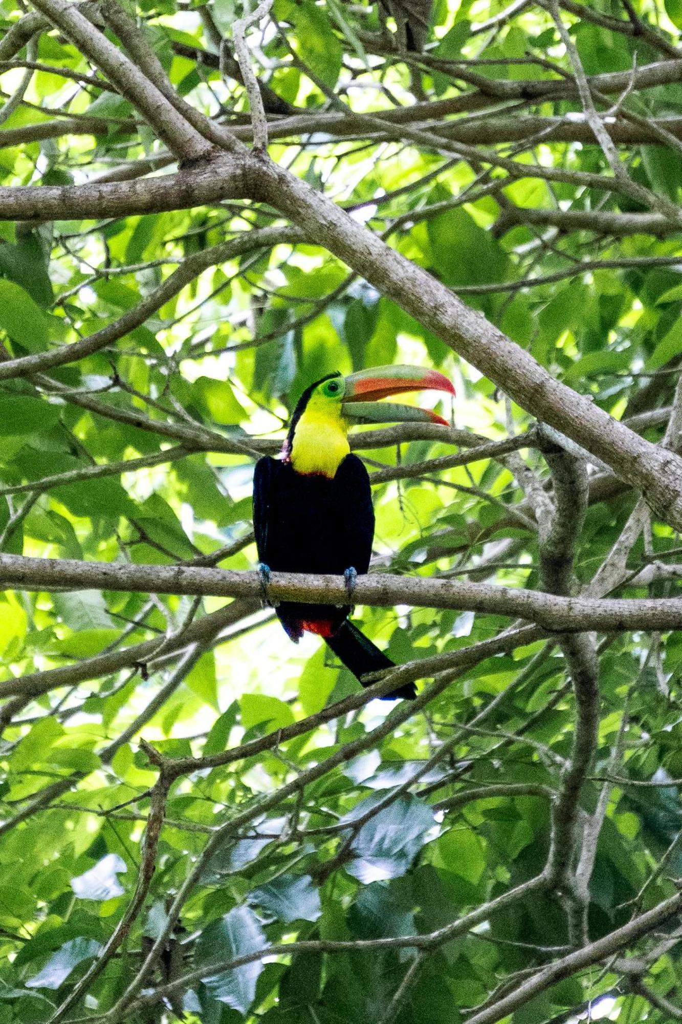 Villa Maria Tayrona, Jungle And Sea Experience Los Naranjos Luaran gambar